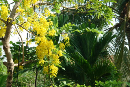 Gardens at the Sofitel Angkor Phokeethra Resort, Sein Reap, Cambodia