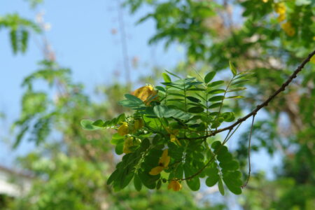 Gardens at the Sofitel Angkor Phokeethra Resort, Sein Reap, Cambodia