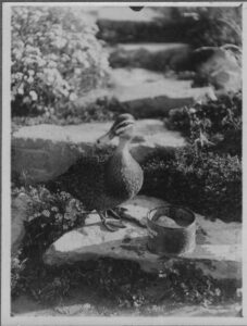 Duck on Rock Garden Steps