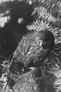 Kakapo