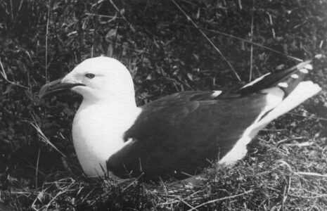 Red Billed Gull on nest