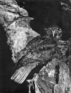 Morepork entering nest (1933)