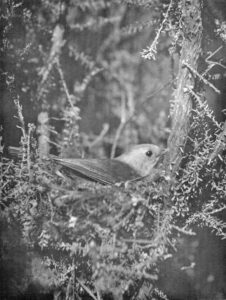 North Island White Head (1932)