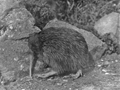North Island Kiwi (1932)